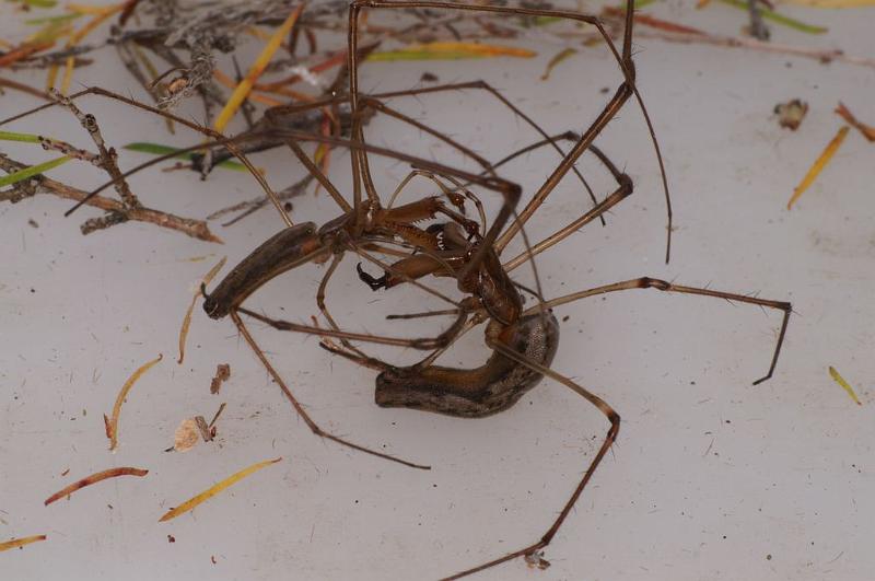 Tetragnatha_bituberculata_D7906_D_88_North Stradbroke island_Australie.jpg